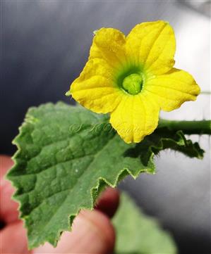  Female flower